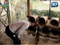 Dinei leva bicada de galinha